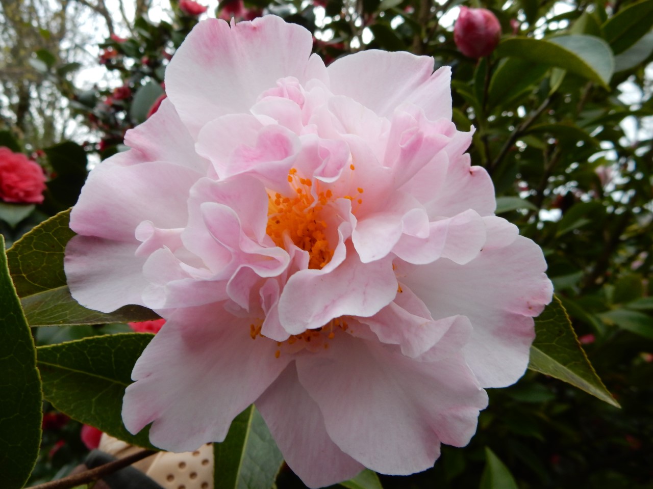 C. x williamsii 'Freestyle'